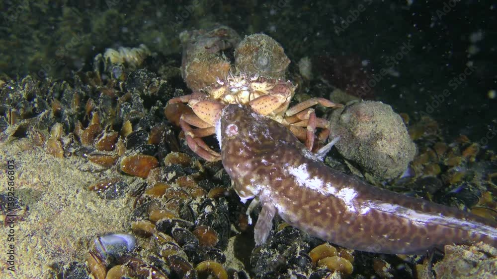 Green crab or Shore crab (Carcinus maenas) eats dead fish, front view. Green crab or Shore crab (Carcinus maenas) eats dead fish, front view.