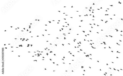 Flock of birds isolated on white background and texture