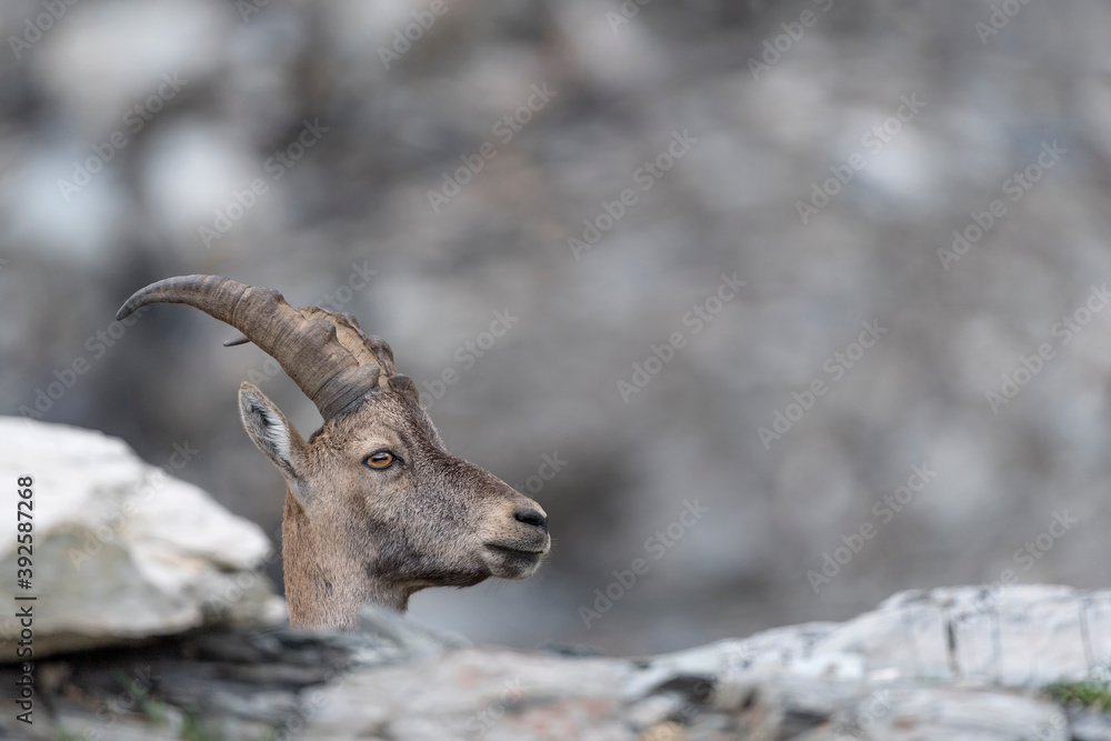 Ibex mountain portrait (Capra ibex)
