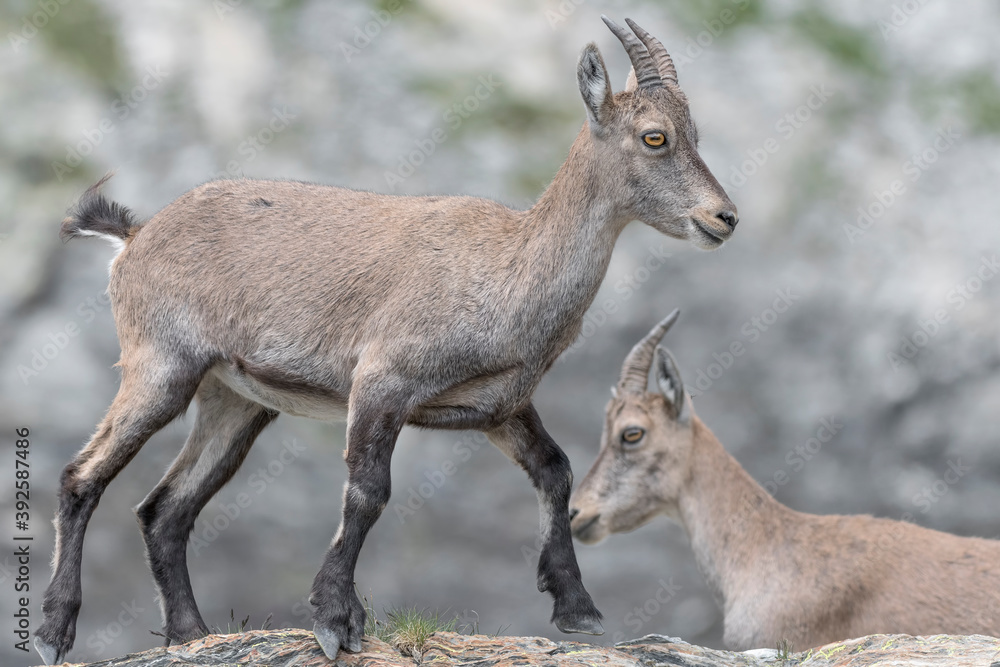 Young Ibex female in summer season (Capra ibex) Young Ibex female in summer season (Capra ibex)