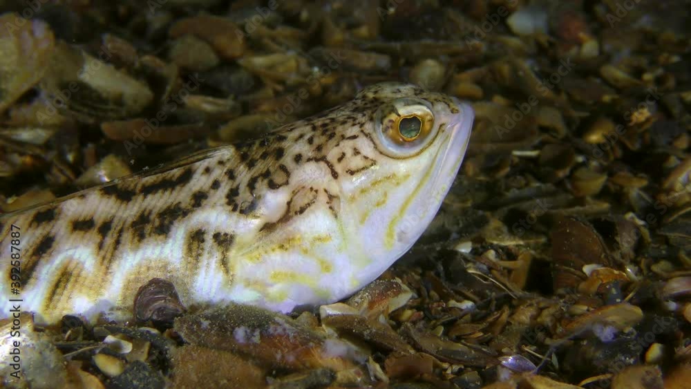 The toxic fish Greater weever (Trachinus draco) actively turns its eyes, close-up. The toxic fish Greater weever (Trachinus draco) actively turns its eyes, close-up.