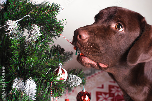 A brown labrador steals a ball from a Christmas tree.