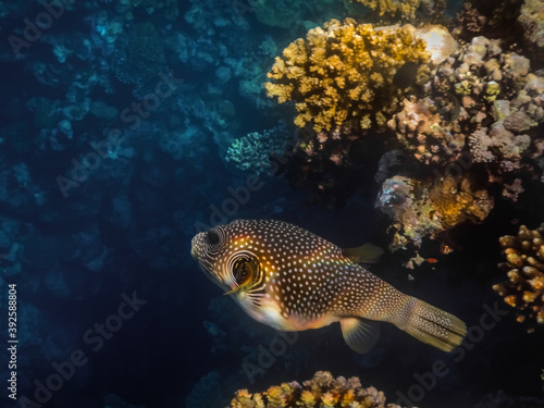 white spotted puffer fish with sunrays from the surface