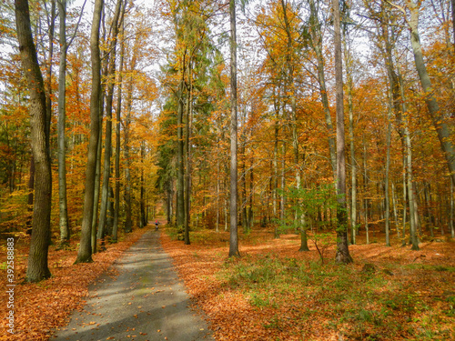 Autumn trees with colorful leaves