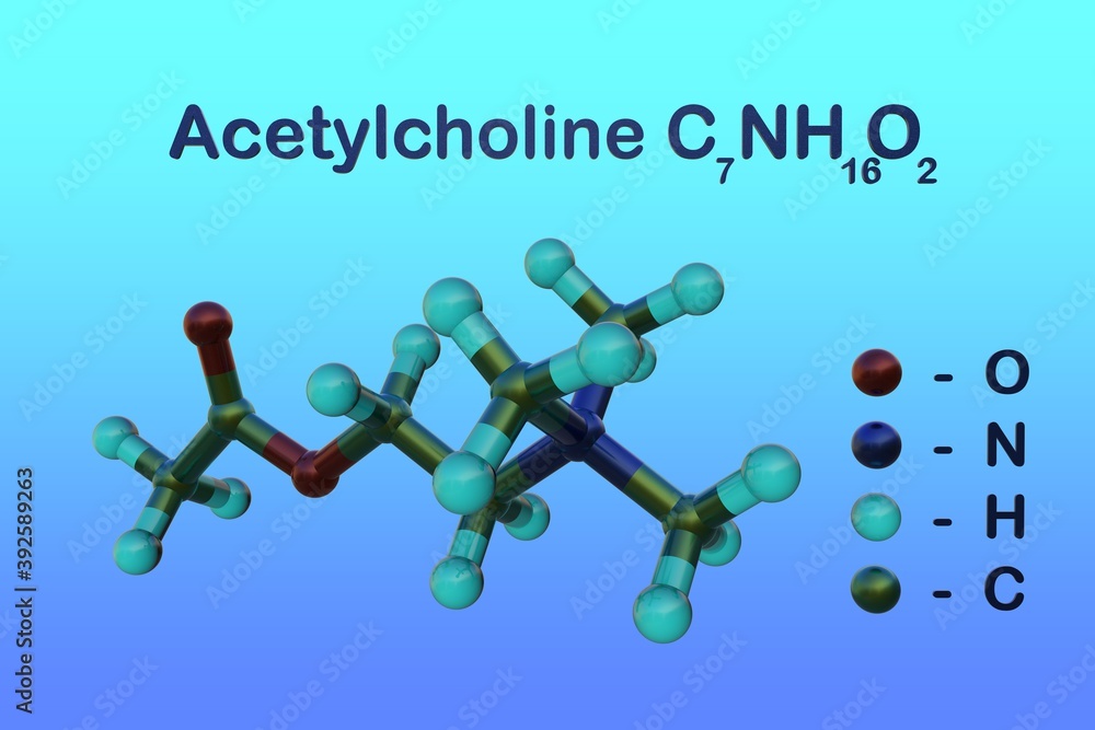 Structural chemical formula and molecular model of acetylcholine, an