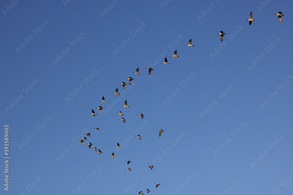 Flock of geese flying overhead on sunny day in blue sky with copyspace