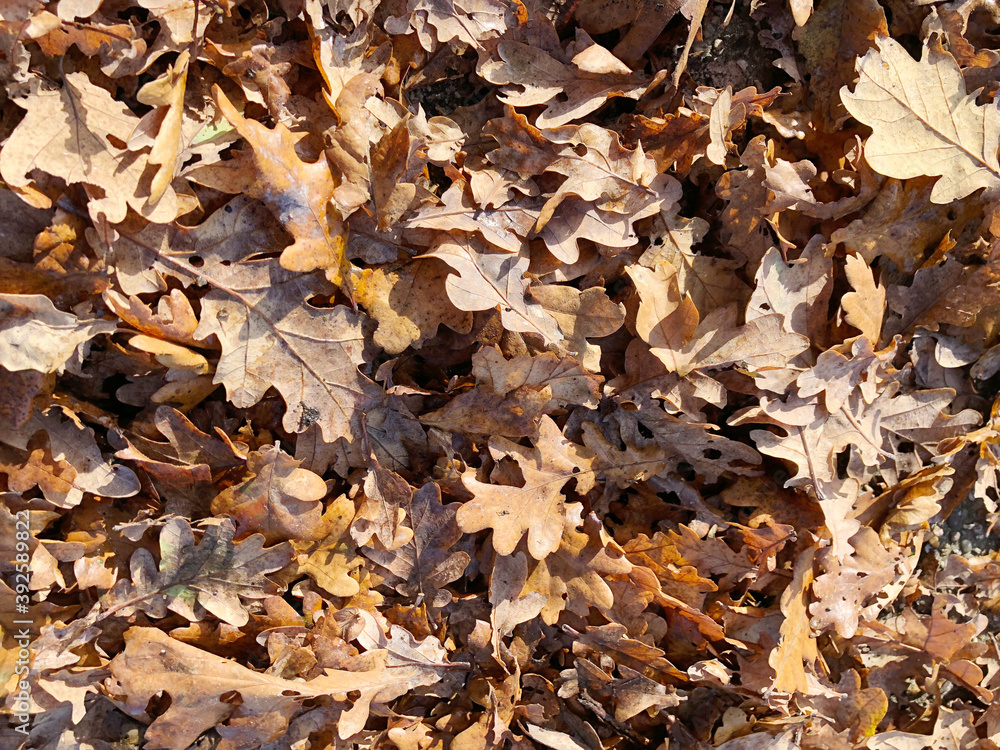 fallen oak leaves in the garden in autumn fallen oak leaves in the garden in autumn