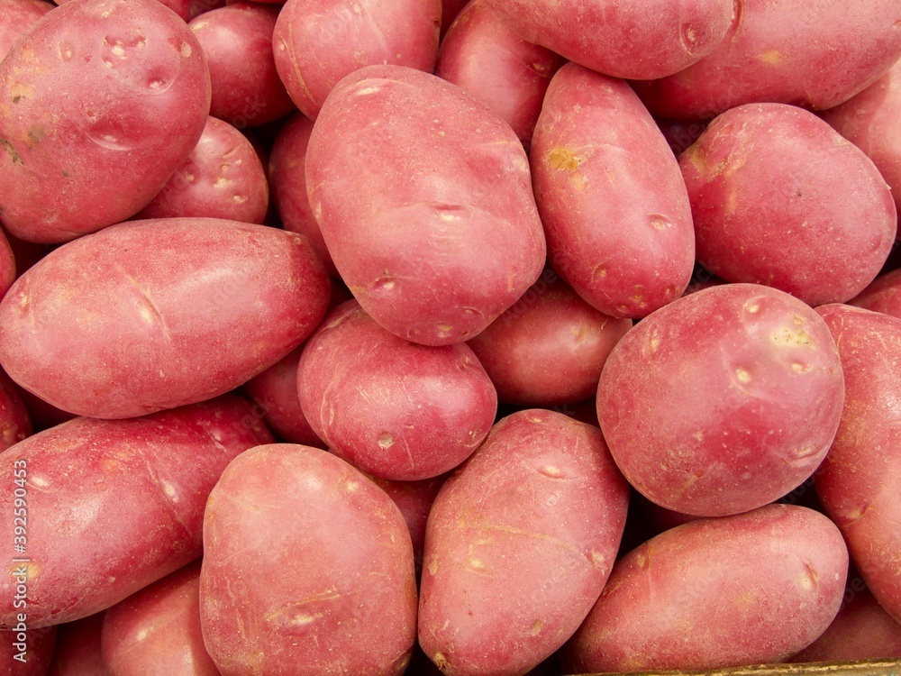 harvested potato tubers different varieties harvested potato tubers different varieties