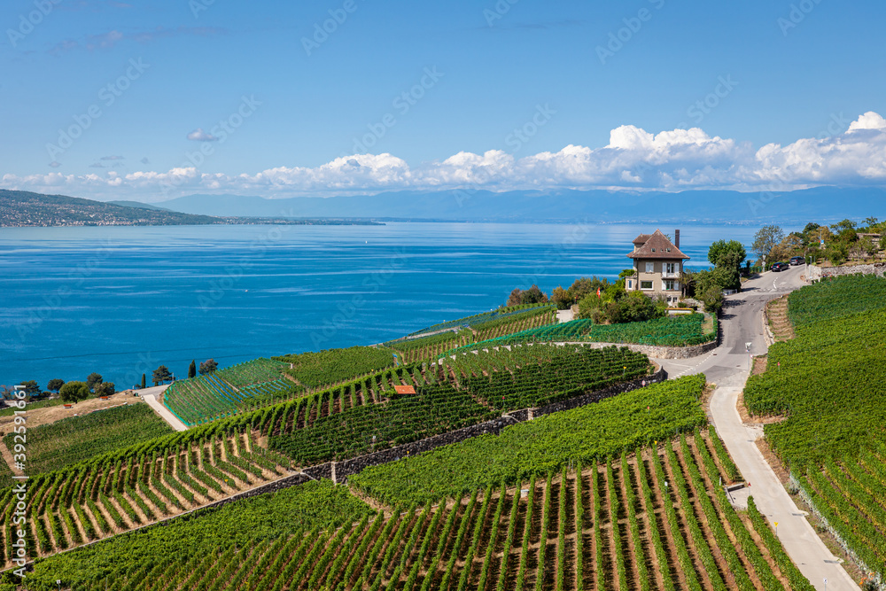 Panorama sur le vignoble du Lavaux et le lac Léman, vignes en terrasses, Suisse