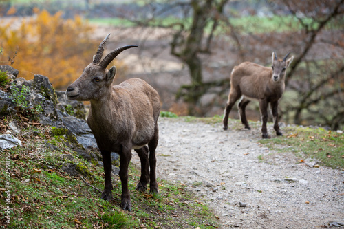 Steinbock Capricorn