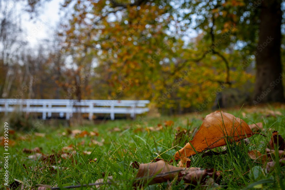 fallen autumn leaves macro photography fall season