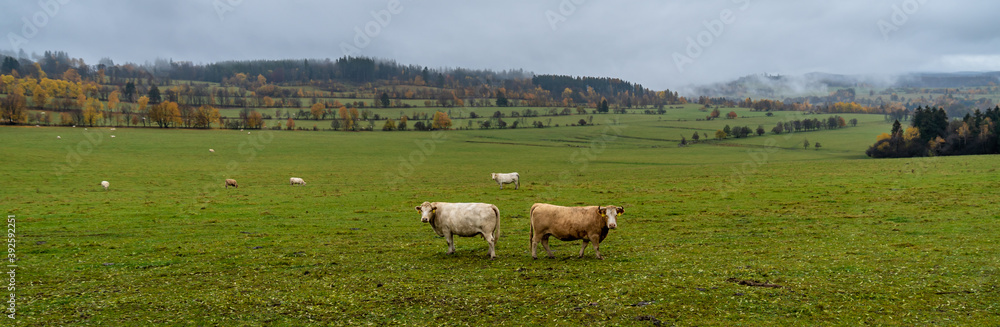 grazing bulls on pasture in autumn, banner