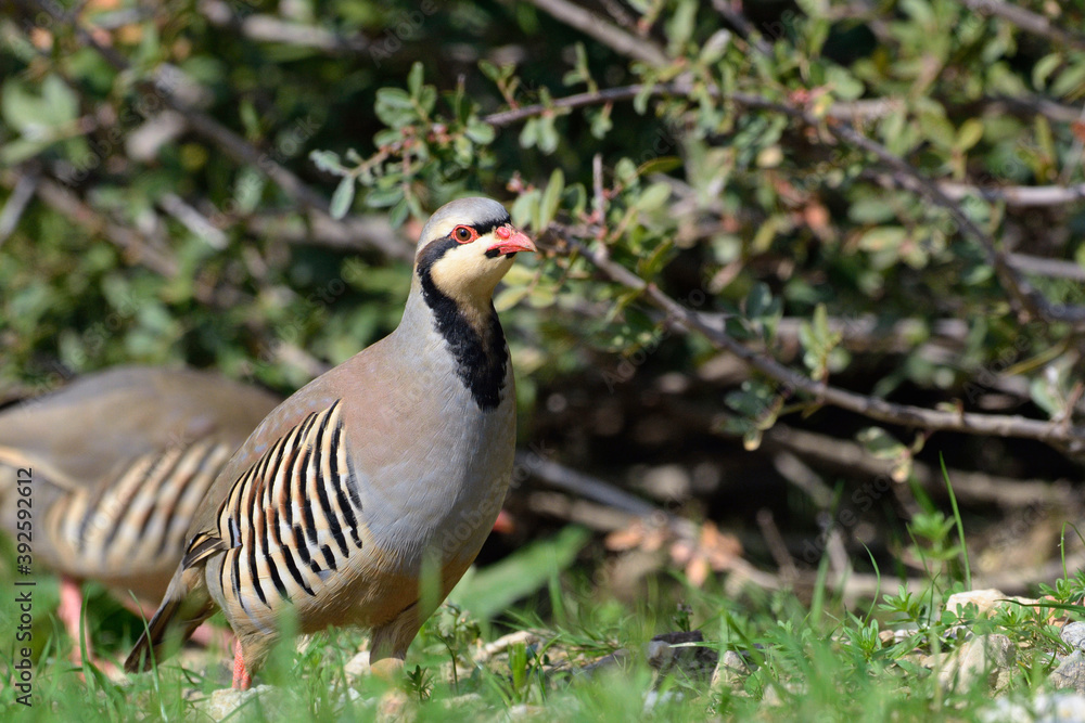 Chukar partridge (Alectoris chukar), Greece Chukar partridge (Alectoris chukar), Greece