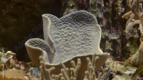 Group of fishes swimming among tropical reef in an aquarium. A school of inhabitants in water in Moskvarium. Underwater colorful coral oceanarium in Moscow. Marine life. photo