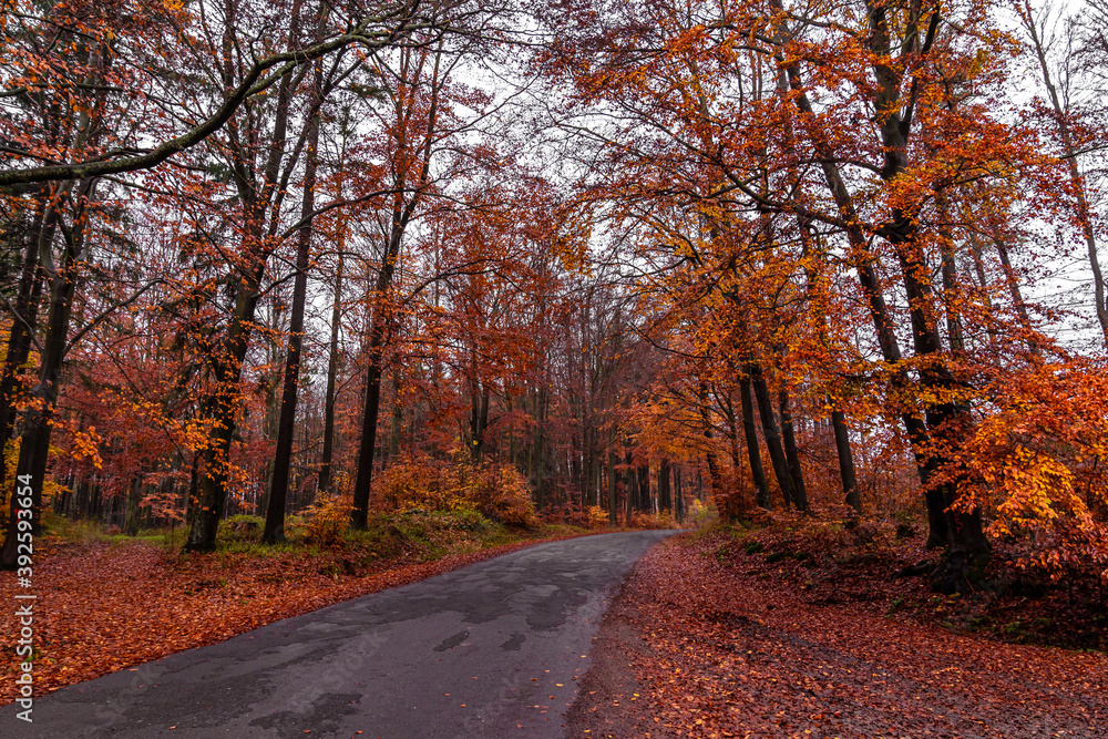 asphalt road in the autumn forest