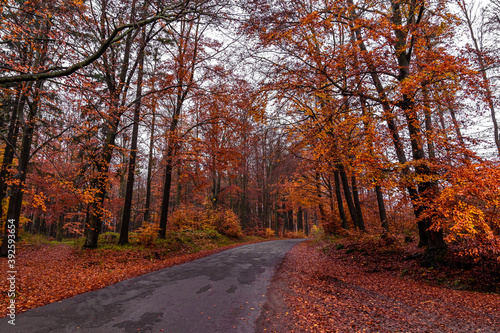 asphalt road in the autumn forest