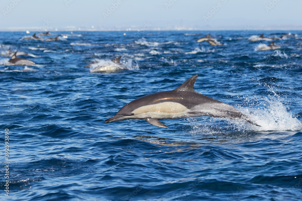 Fototapeta premium Pod of common dolphins in Algoa Bay, Port Elizabeth