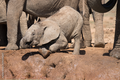 Addo Elephant National Park: baby elephant drin ing at Hapoor waterhole photo