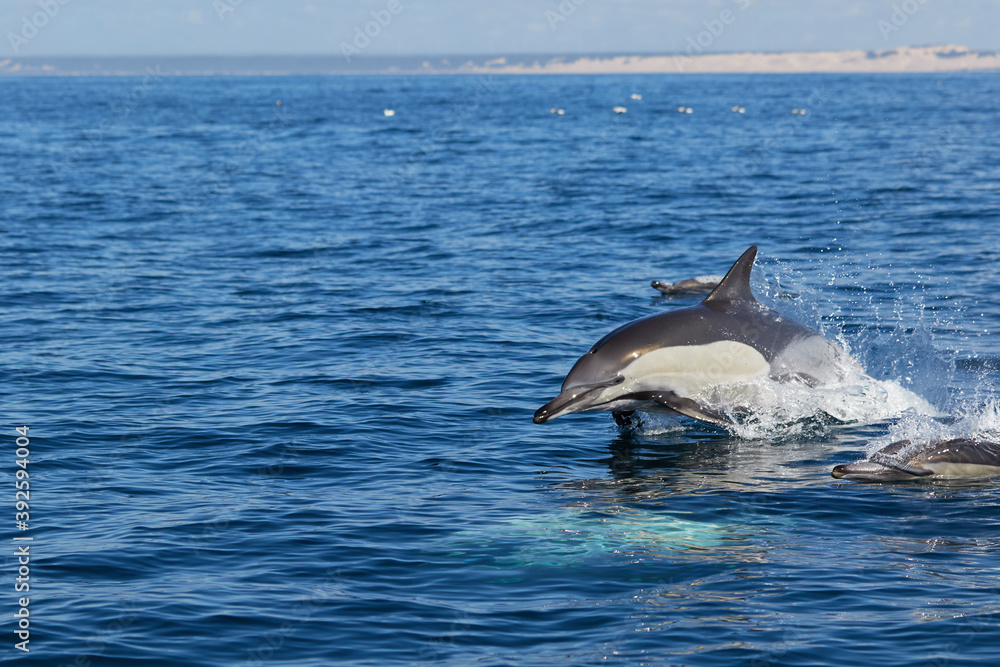 Fototapeta premium A common dolphin in Algoa Bay, Port Elizabeth