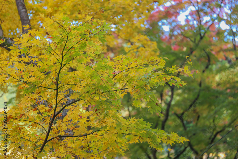 Fototapeta premium Autumn in Japan, November