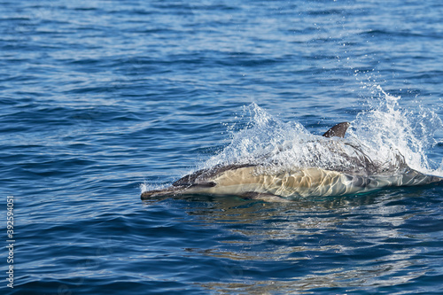A common dolphin in Algoa Bay, Port Elizabeth