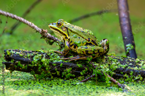 Grasfrosch photo