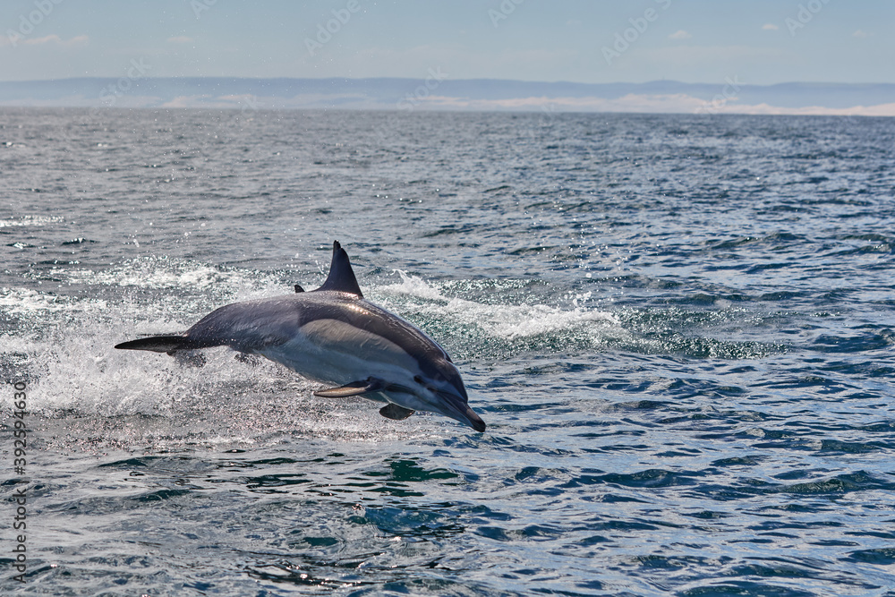 A common dolphin in Algoa Bay, Port Elizabeth A common dolphin in Algoa Bay, Port Elizabeth
