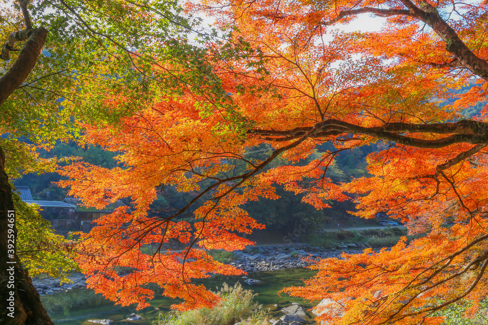 Autumn in Japan, November Autumn in Japan, November