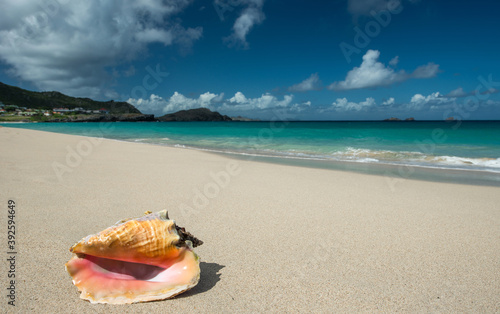 Fototapeta Naklejka Na Ścianę i Meble -  Conch, typical shell at caribbean