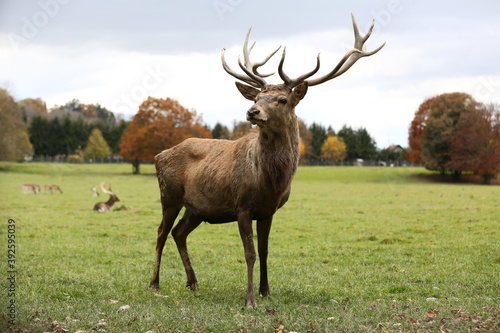 Hirsch 