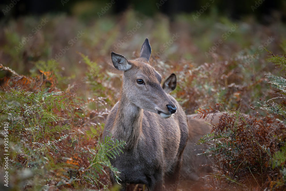 Fototapeta premium Beautiful red deer doe cervus elaphus in Autumn forest landscape