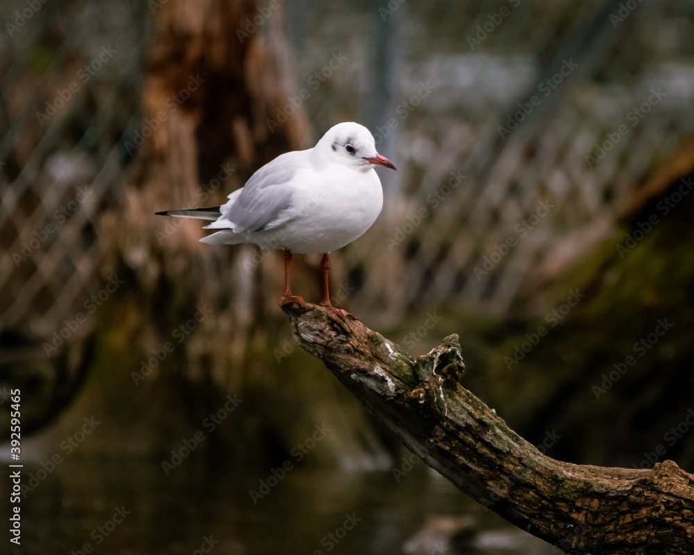Obraz premium Möwe im Wasserpark Floridsdorf, Wien, Österreich