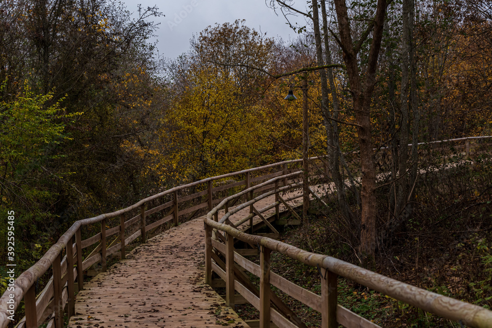 nature trail in autumn with wooden bridge nature trail in autumn with wooden bridge