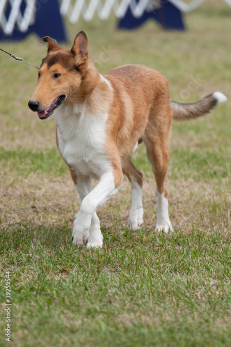 Smooth Collie Walking on Leash