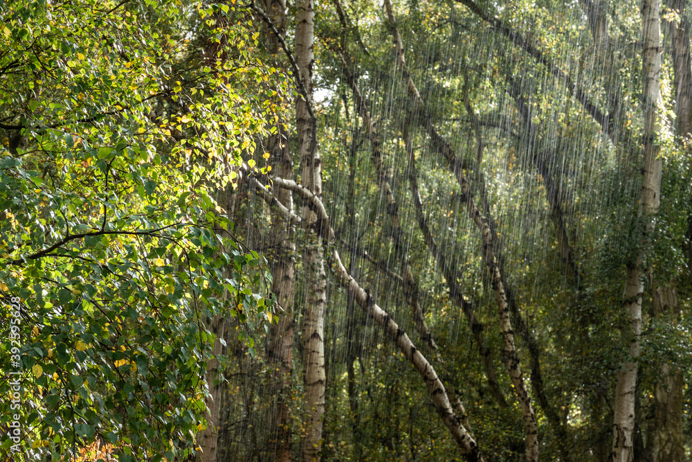 Fototapeta premium Beautiful Autumn Fall forest landscape with vivid warm Fall colours and variety of trees in woods