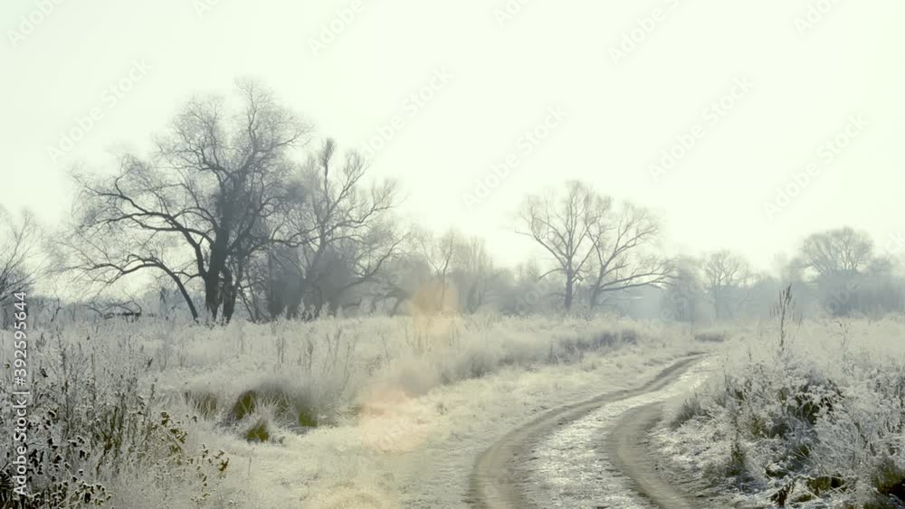 A tree in frost and snow on the field in an early frosty morning is illuminated by the sun A tree in frost and snow on the field in an early frosty morning is illuminated by the sun