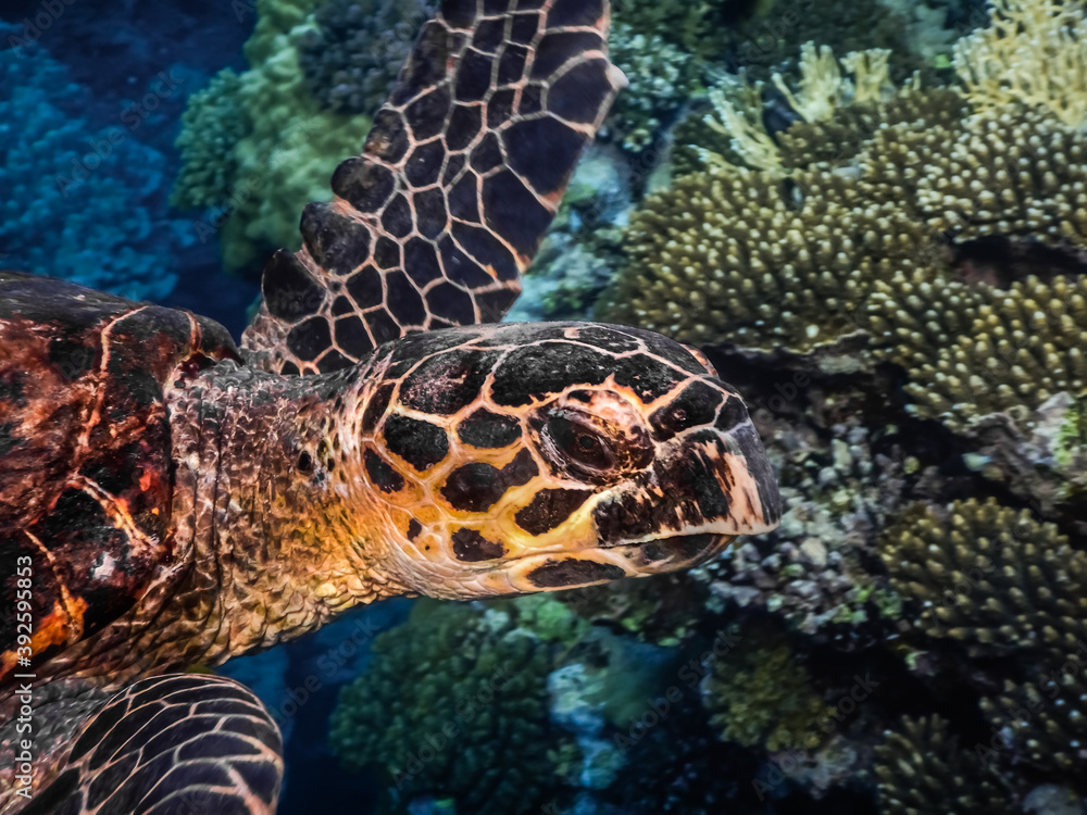 Fototapeta premium hawksbill turtle swims in the sea large view