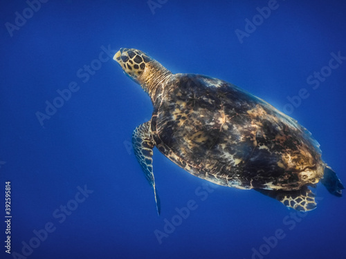hawksbill turtle with sunshine in blue water in egypt