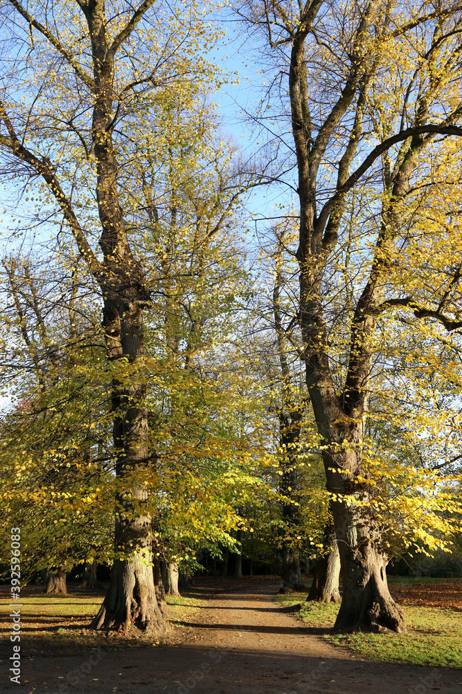 autumn trees alley in the park