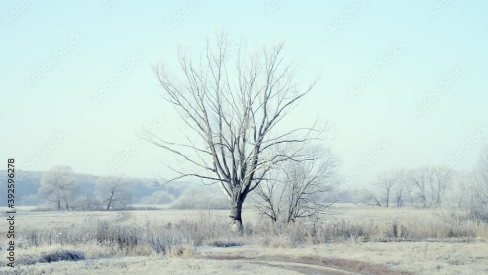 A tree in frost and snow on the field in an early frosty morning is illuminated by the sun A tree in frost and snow on the field in an early frosty morning is illuminated by the sun