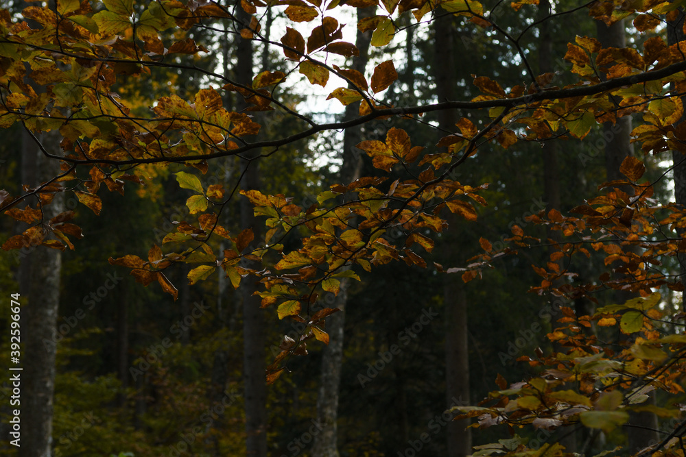 Obraz premium Feuilles d'automne 1