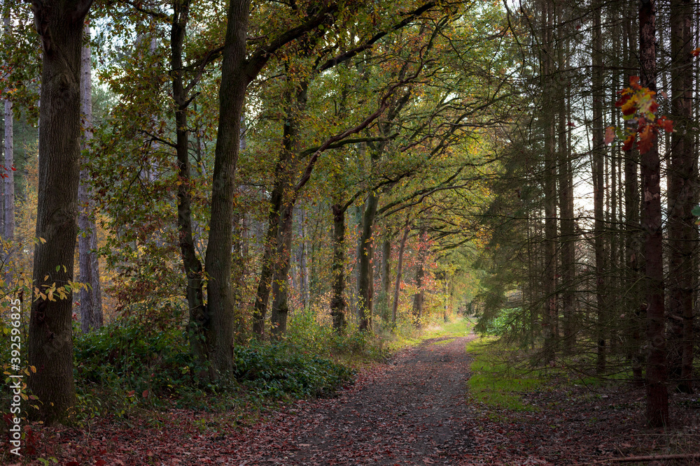 Fototapeta premium path in forest in autumn