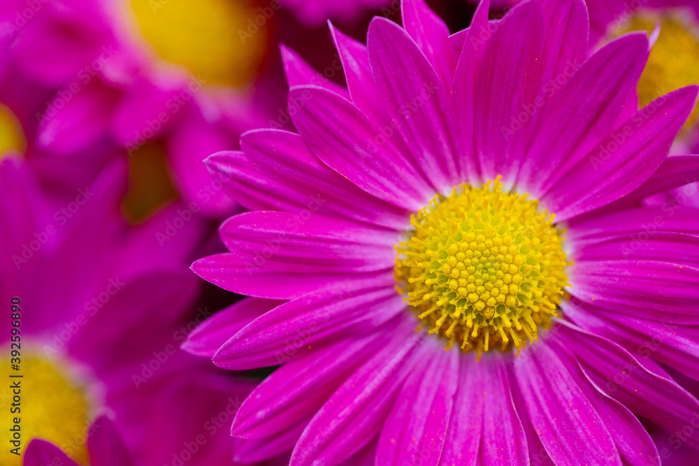 Autumn colorful Chrysanthemums in the garden Autumn colorful Chrysanthemums in the garden