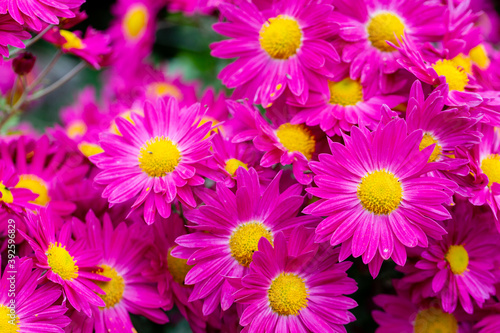 Autumn colorful Chrysanthemums in the garden