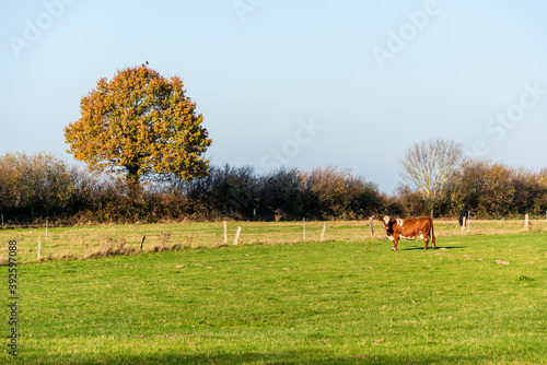 Freilaufende Rinder auf einer Wiese in Schleswig-Holstein