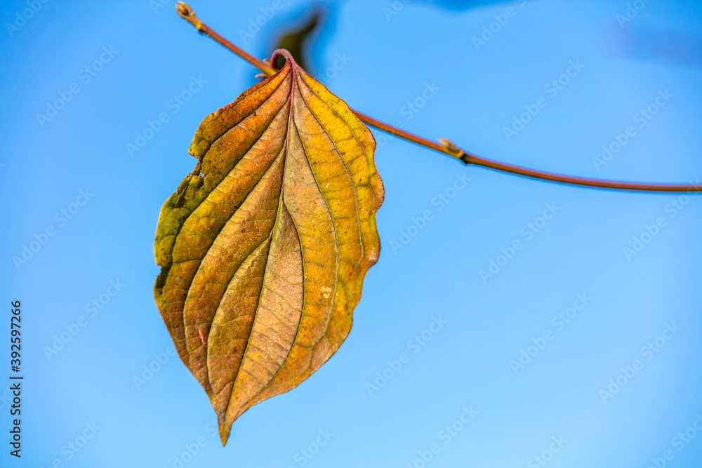 Obraz premium Herbstblatt