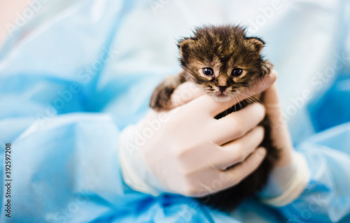 tiny newborn kittens in the arms of the veterinarian