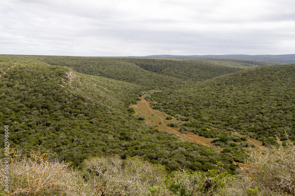 Fototapeta premium Addo Elephnt National Park