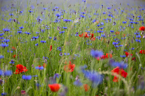 Blumenwiese Kornblumen Mohnblumen Blumenfeld