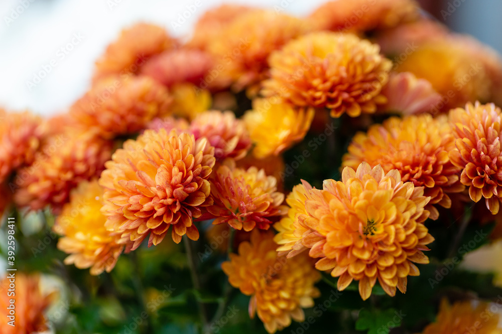 Autumn colorful Chrysanthemums in the garden Autumn colorful Chrysanthemums in the garden